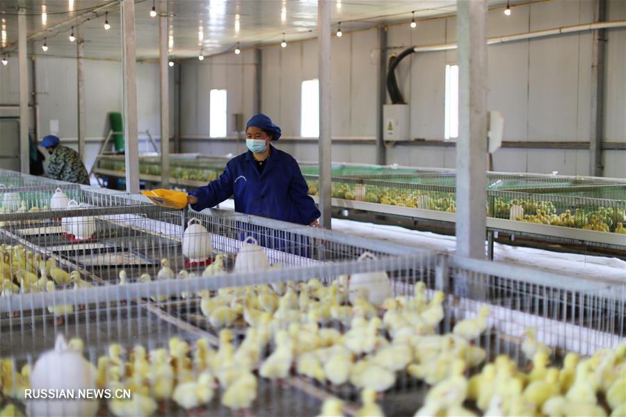 Гусеводство открыло дорогу к достатку крестьянам уезда Цзиньпин