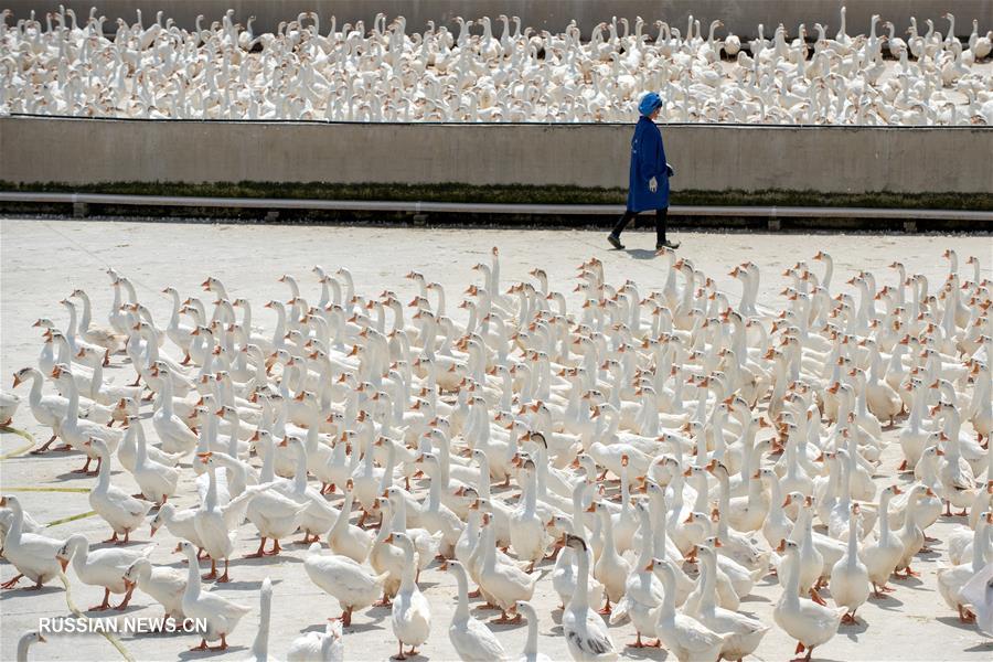 Гусеводство открыло дорогу к достатку крестьянам уезда Цзиньпин