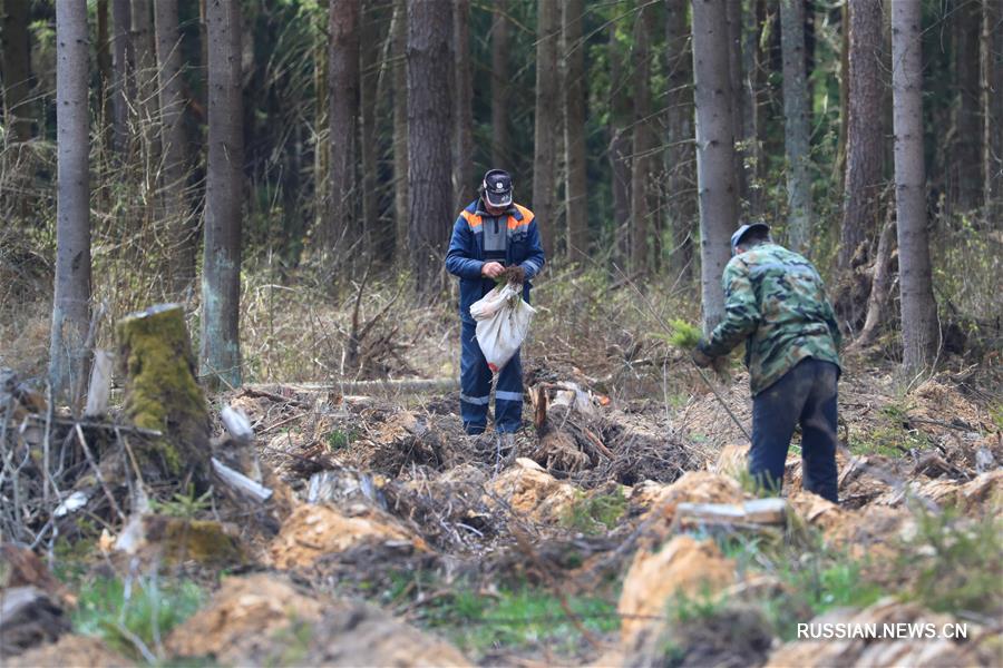 Более 17 тысяч деревьев высадили по всей Беларуси во время республиканского субботника