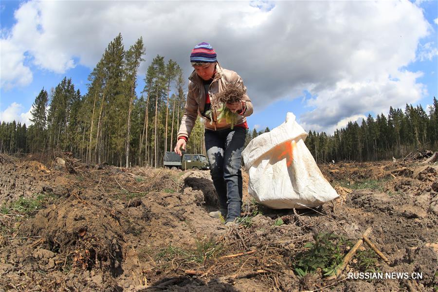 Более 17 тысяч деревьев высадили по всей Беларуси во время республиканского субботника