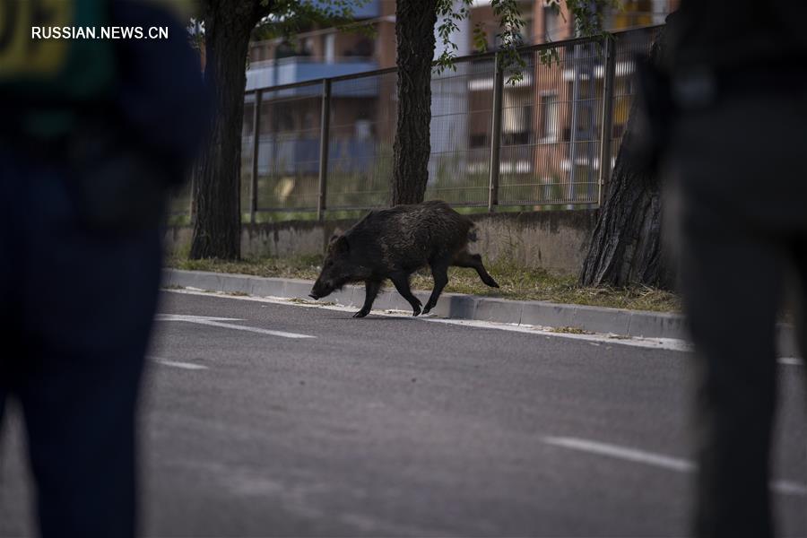 "Незваный гость" в испанском городке