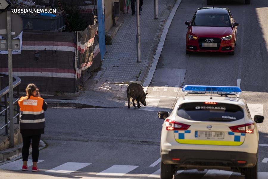 （国际疫情&middot;新华视界）（1）西班牙：城市里的&ldquo;不速之客&rdquo;