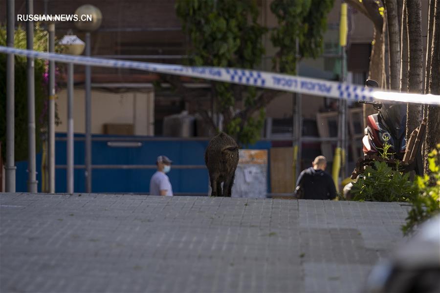 （国际疫情&middot;新华视界）（4）西班牙：城市里的&ldquo;不速之客&rdquo;