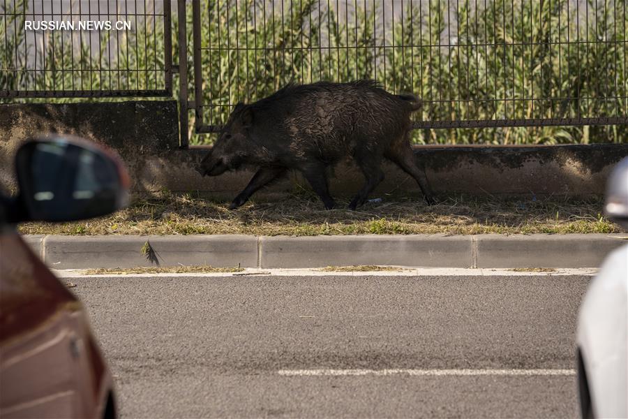 （国际疫情&middot;新华视界）（6）西班牙：城市里的&ldquo;不速之客&rdquo;