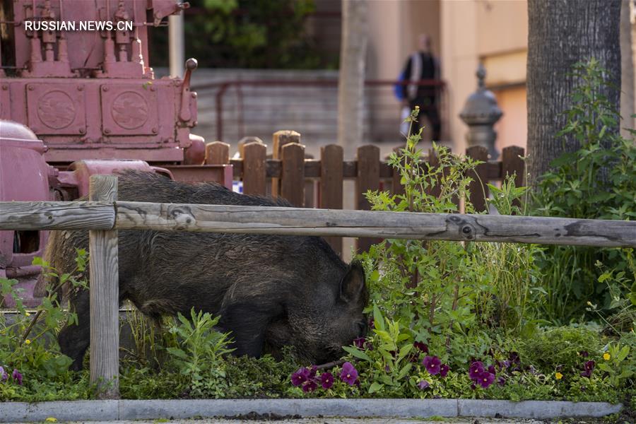 （国际疫情&middot;新华视界）（3）西班牙：城市里的&ldquo;不速之客&rdquo;