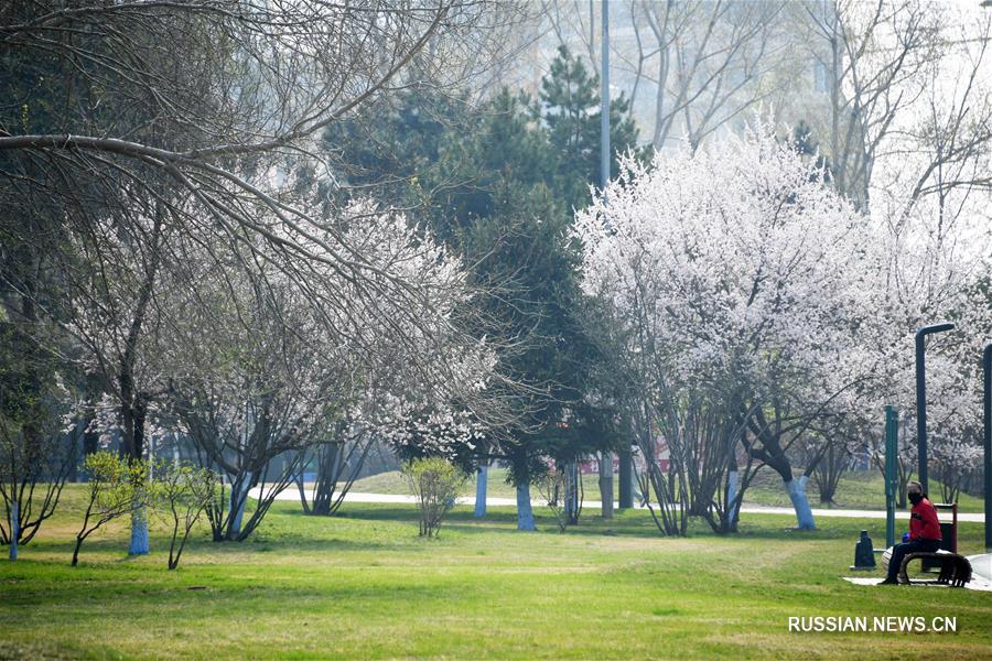 В китайском "ледяном городе" распускаются весенние цветы