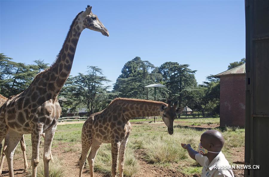 Зоопарк Йоханнесбурга в ЮАР все еще закрыт