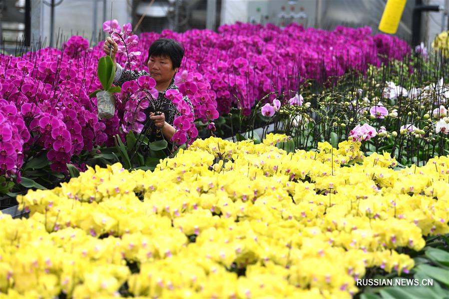 "Цветочная экономика" спасает от бедности уезд Фэйси в Аньхое 
