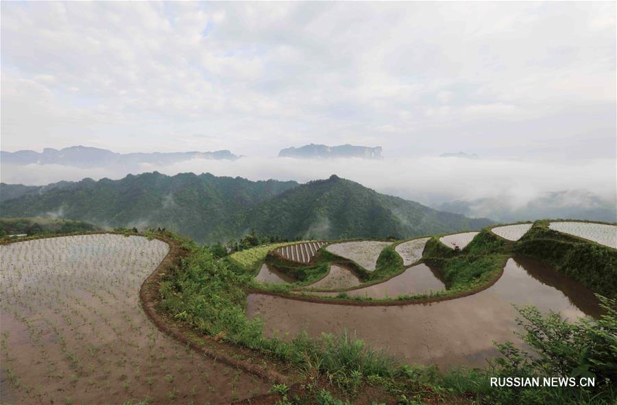 Окутанные облаками террасные поля в провинции Хунань 