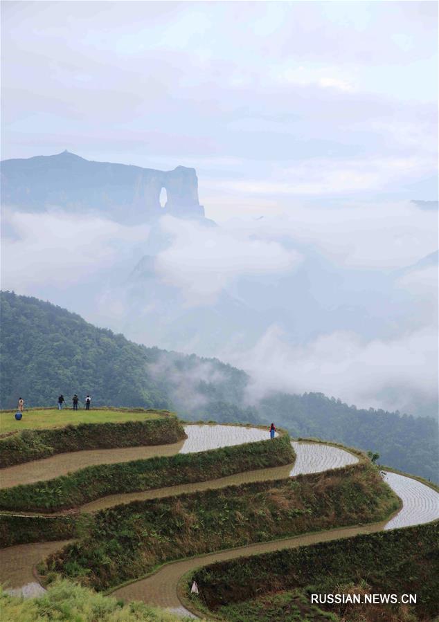 Окутанные облаками террасные поля в провинции Хунань 