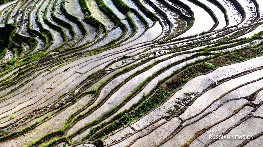 Высадка рисовой рассады в провинции Шэньси