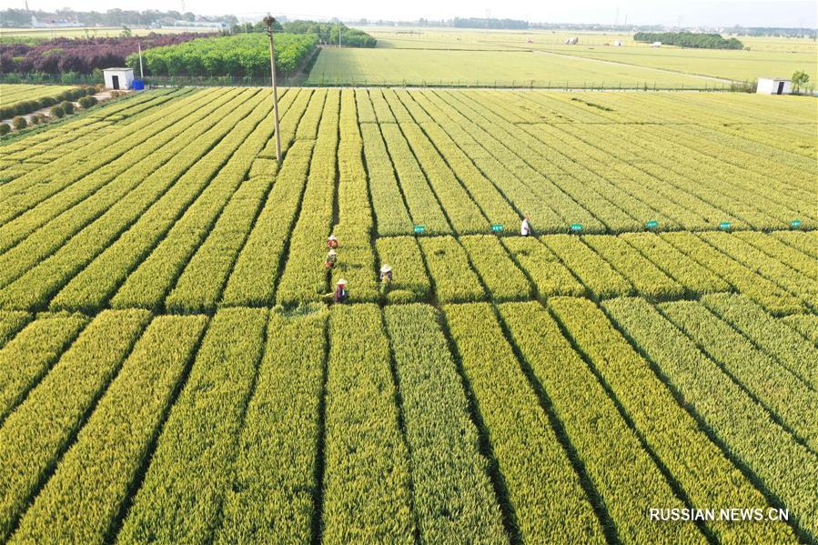 Пшеничные поля в провинции Хэнань 