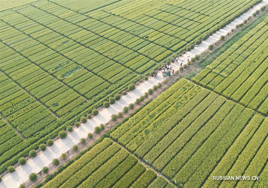 Пшеничные поля в провинции Хэнань 