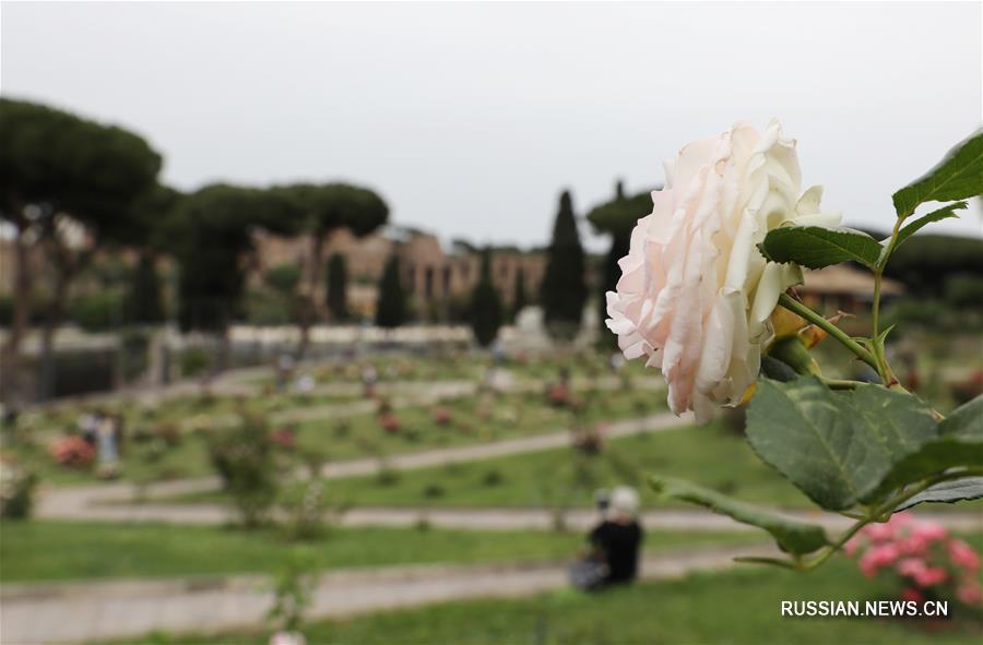 （国际疫情&middot;新华视界）（6）意大利将于6月初开放与申根区国家间人员流动