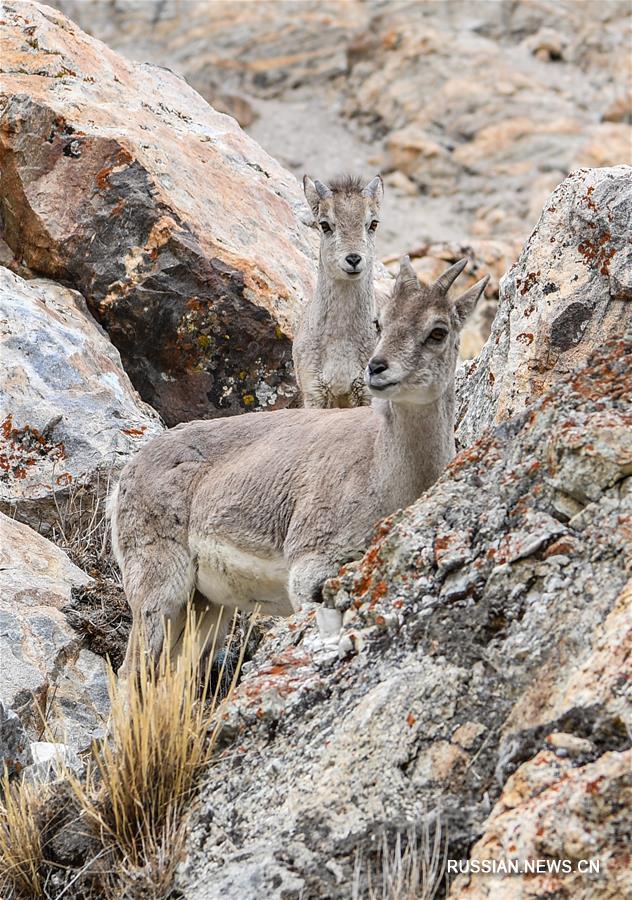 Видовое многообразие природного заповедника Джомолунгма находится под надежной охраной