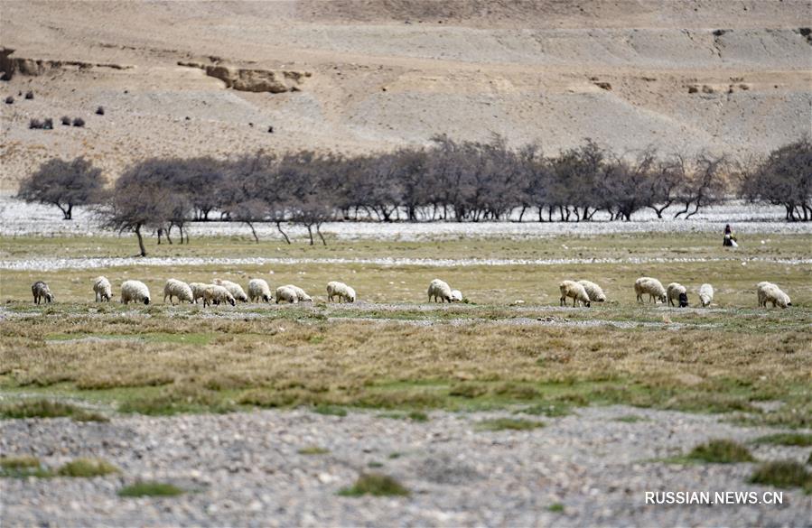 Видовое многообразие природного заповедника Джомолунгма находится под надежной охраной