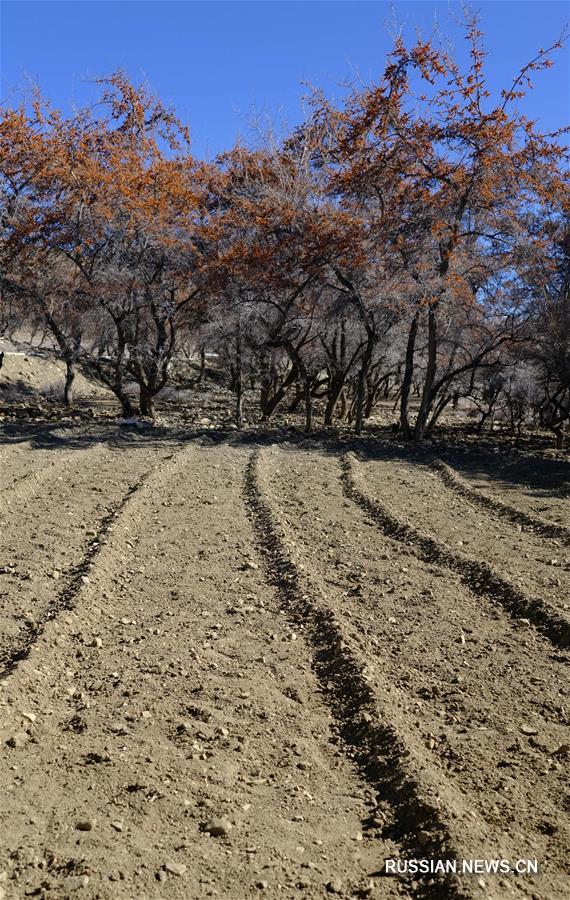 Видовое многообразие природного заповедника Джомолунгма находится под надежной охраной