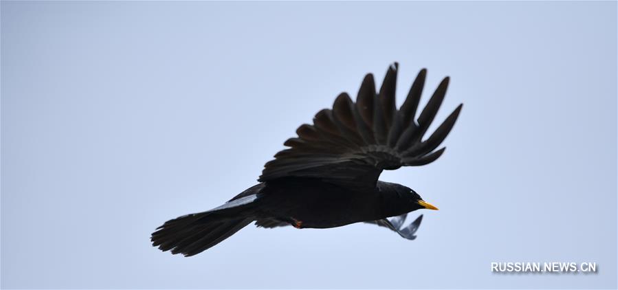 Видовое многообразие природного заповедника Джомолунгма находится под надежной охраной