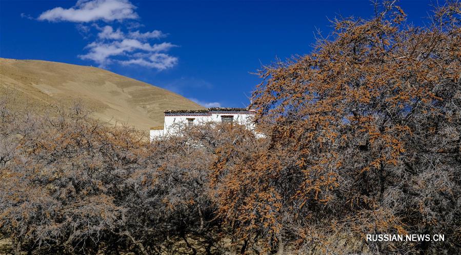 Видовое многообразие природного заповедника Джомолунгма находится под надежной охраной