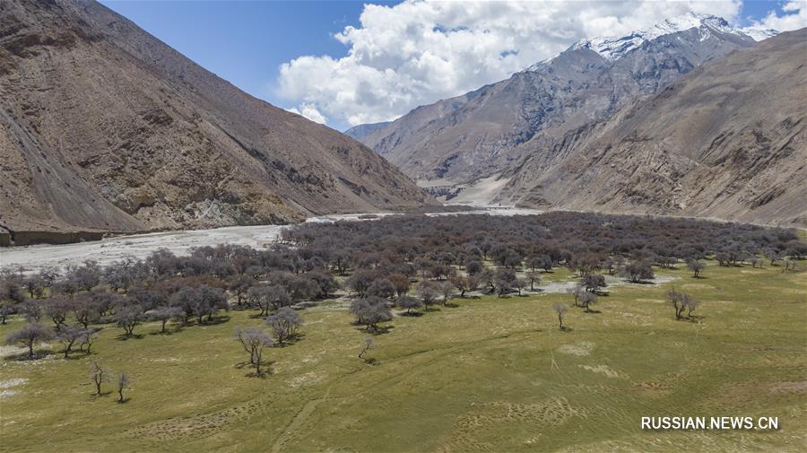 Видовое многообразие природного заповедника Джомолунгма находится под надежной охраной