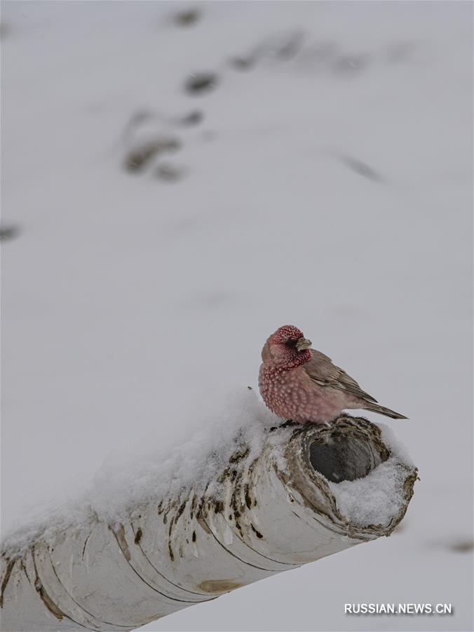 Видовое многообразие природного заповедника Джомолунгма находится под надежной охраной