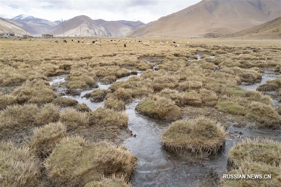 Видовое многообразие природного заповедника Джомолунгма находится под надежной охраной