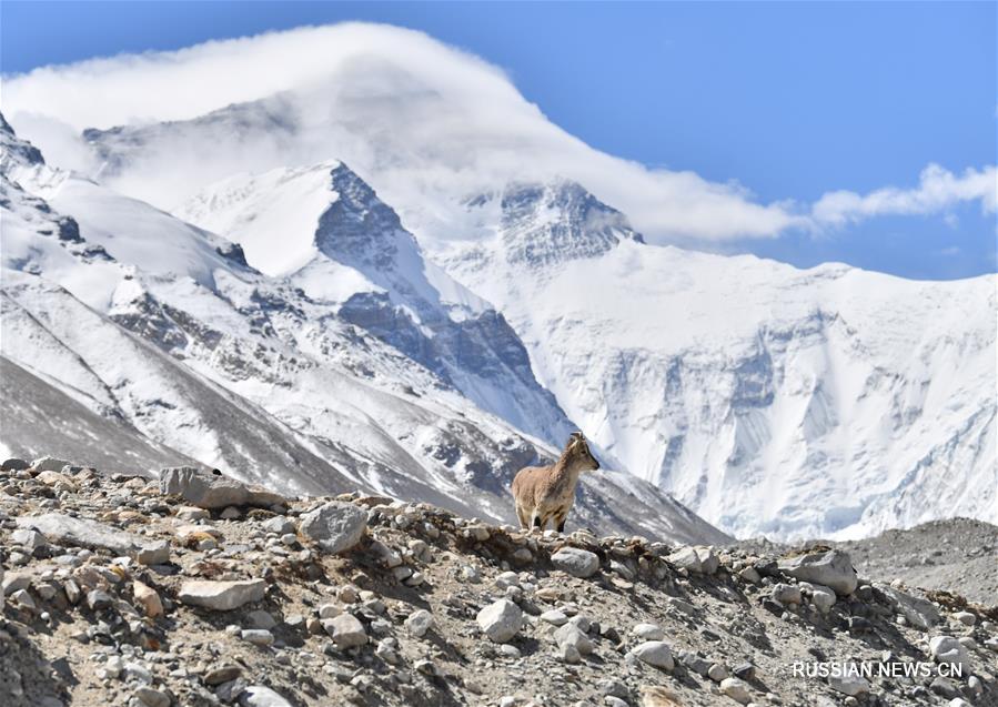 Видовое многообразие природного заповедника Джомолунгма находится под надежной охраной