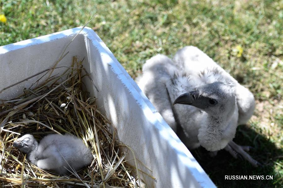 Посетители Сининского парка диких животных увидели двух искусственно выведенных птенцов гималайского сипа