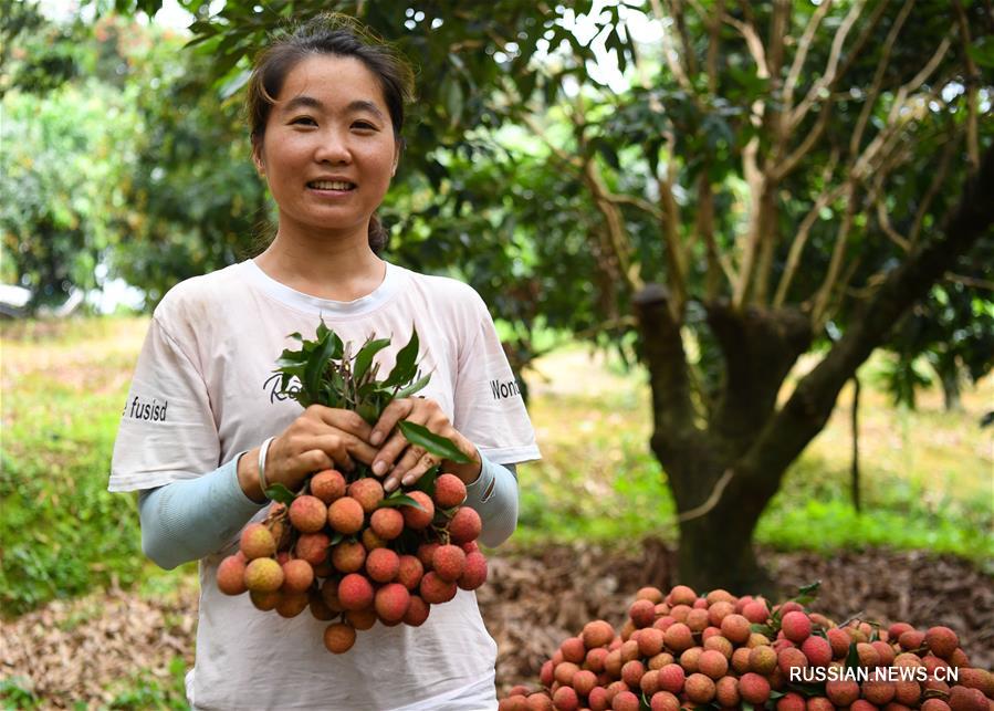 Богатый урожай личжи в провинции Гуандун