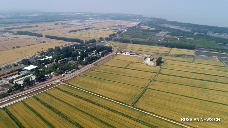 В г. Хуайань пров. Цзянсу ожидается обильный урожай озимой пшеницы