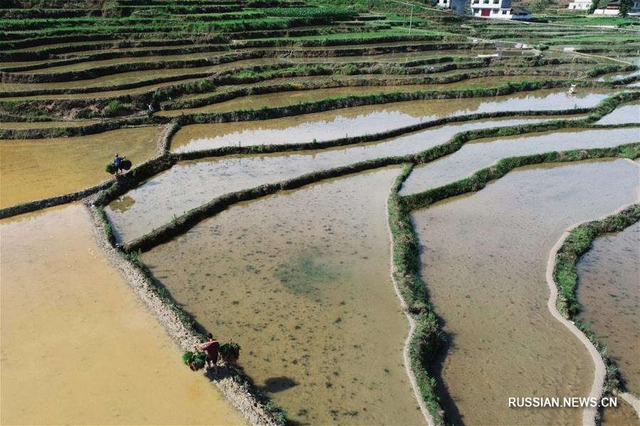 Необыкновенный вид на террасные поля на юго-западе Китая