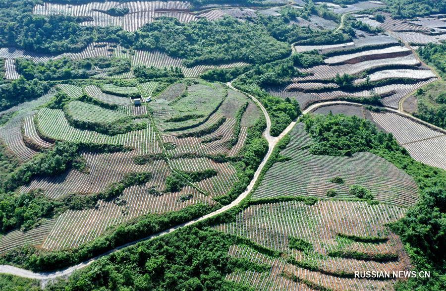Необыкновенный вид на террасные поля на юго-западе Китая