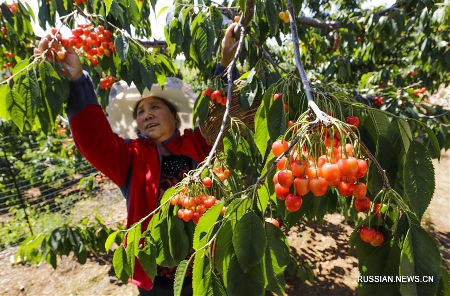 В Китае начались летние сельхозработы