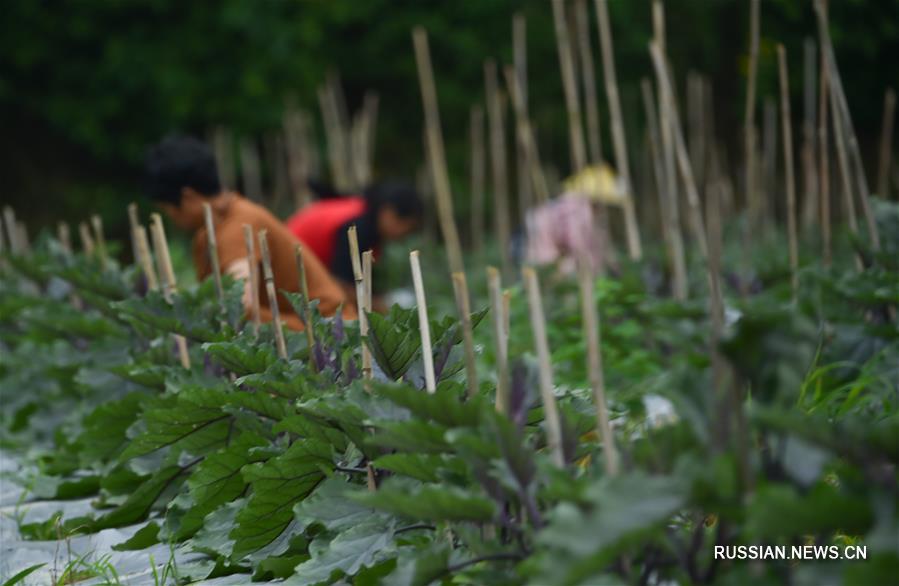 В Китае начались летние сельхозработы