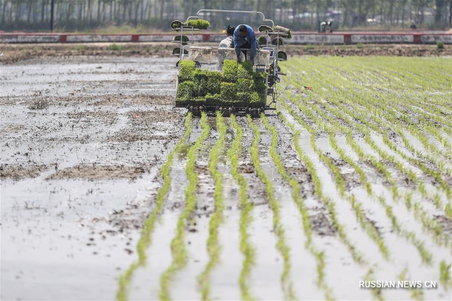 Посадка поливного риса в Паньцзине