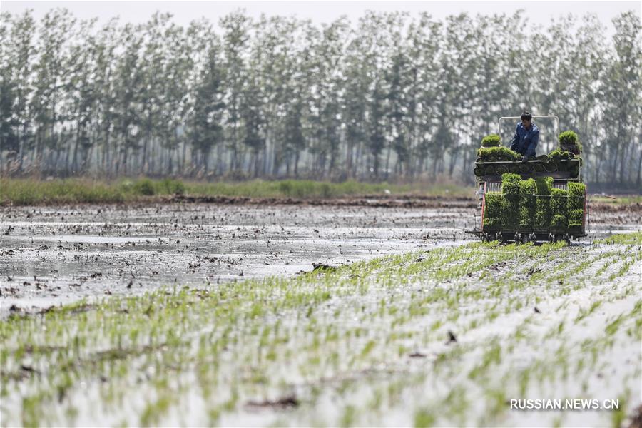 Посадка поливного риса в Паньцзине