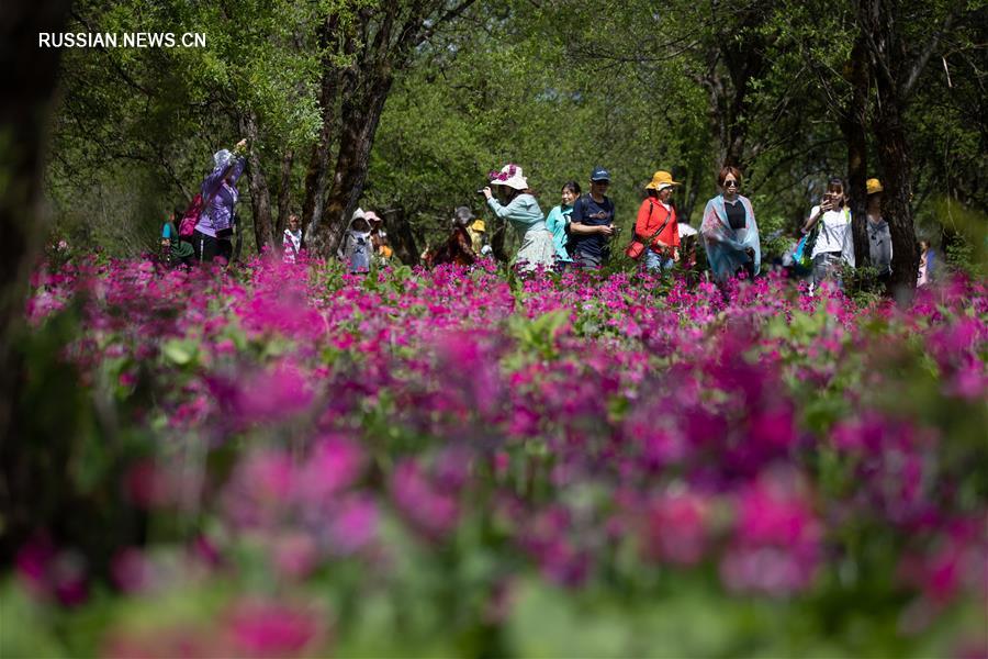 Цветение примул в провинции Сычуань
