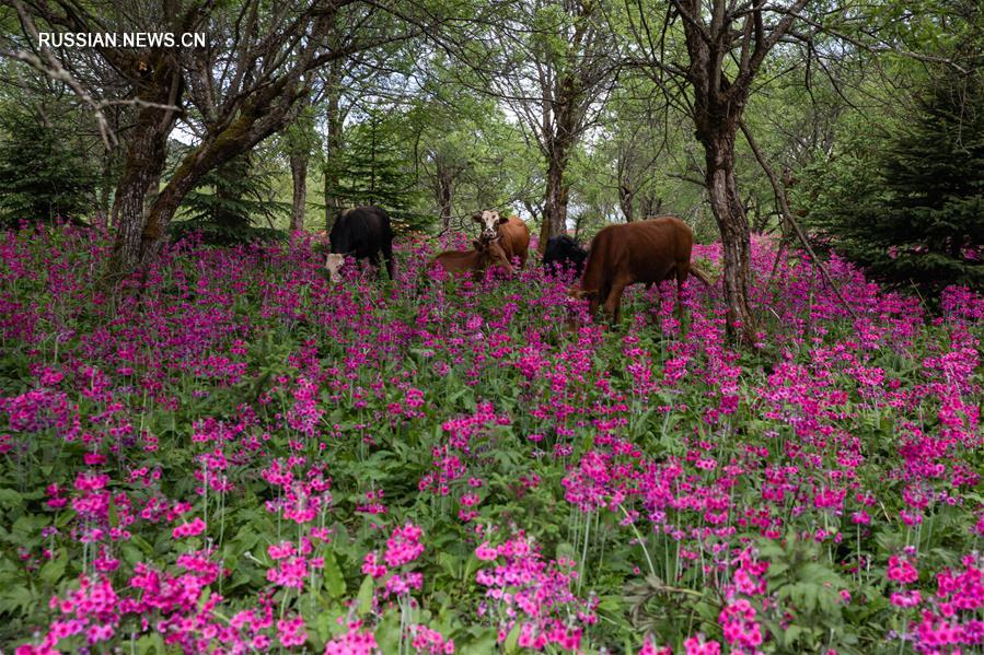 Цветение примул в провинции Сычуань