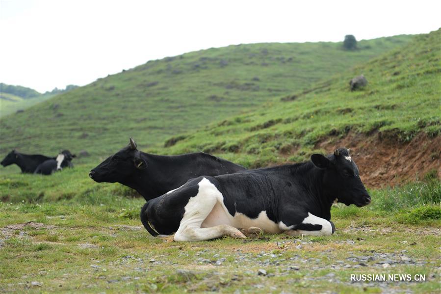 Высокогорное коровье пастбище в китайской провинции Хунань 