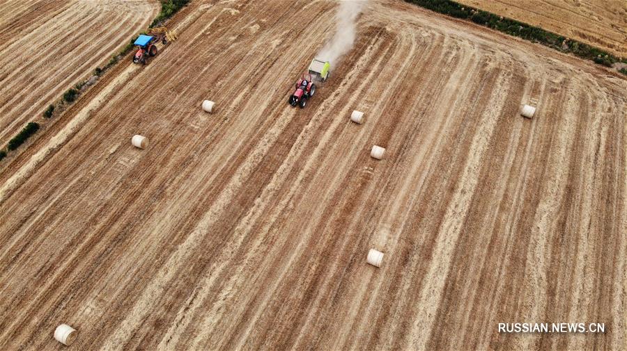 Вторичная переработка соломы во время сезона сбора урожая пшеницы на востоке Китая