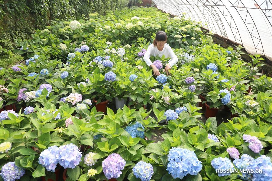  "Цветочная экономика" открыла путь к достатку крестьянам Таншаня 