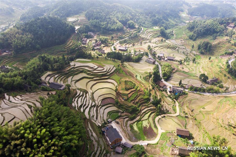 Террасные поля Цзыцюэцзе в провинции Хунань 