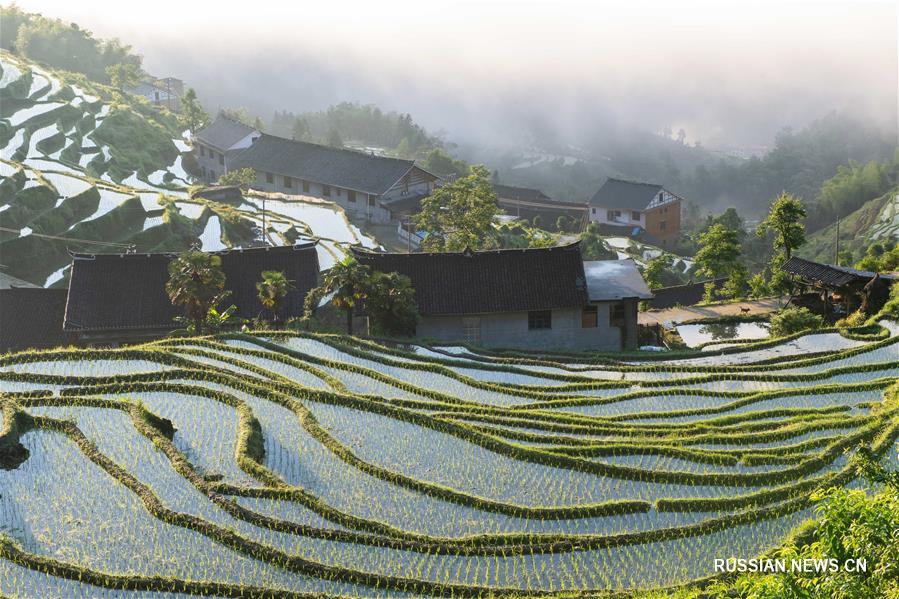 Террасные поля Цзыцюэцзе в провинции Хунань 