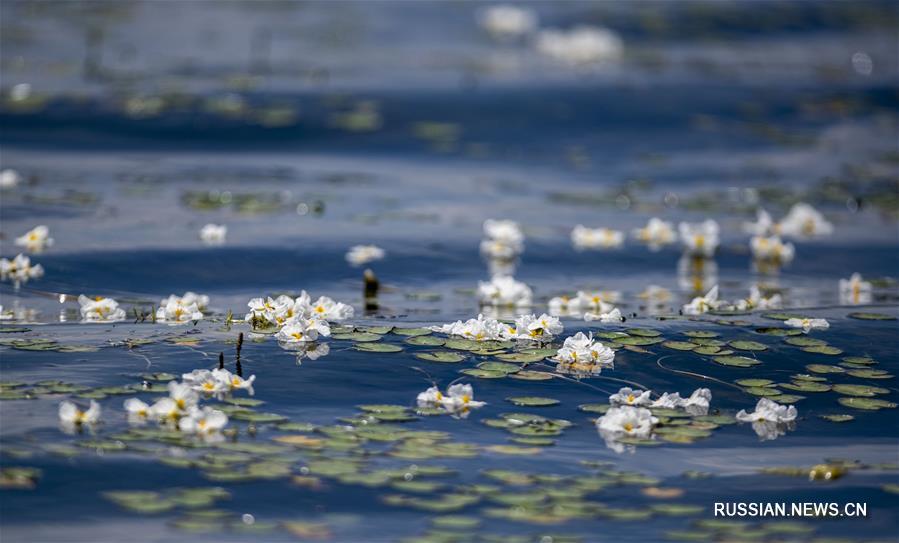 Цветение оттелии в озере Эрхай 