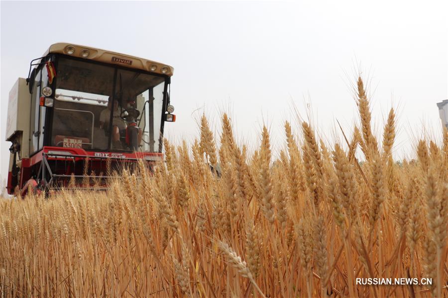 Жатва пшеницы в Китае