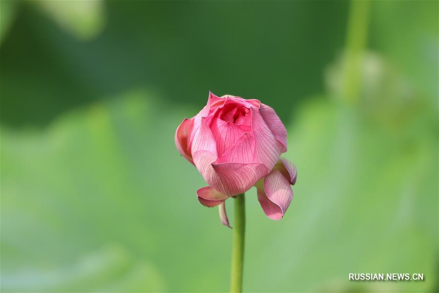 Июньское цветение лотосов в уезде Юйпин