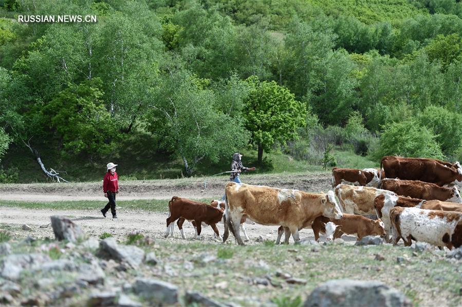 Будни скотоводов в АР Внутренняя Монголия