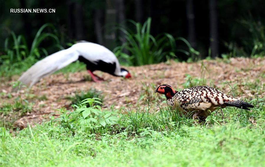 В горах на северо-западе провинции Фуцзянь замечен редкий вид птиц семейства фазановых 
