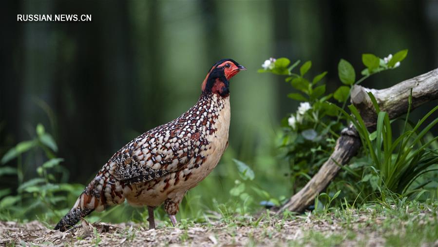 В горах на северо-западе провинции Фуцзянь замечен редкий вид птиц семейства фазановых 