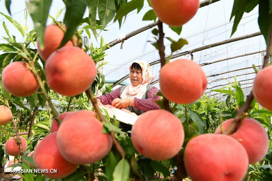 Свежий урожай персиков в теплицах уезда Лаотин